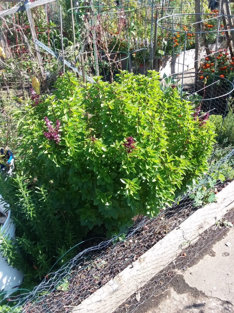 A large and tall basil plant in a raised bed.