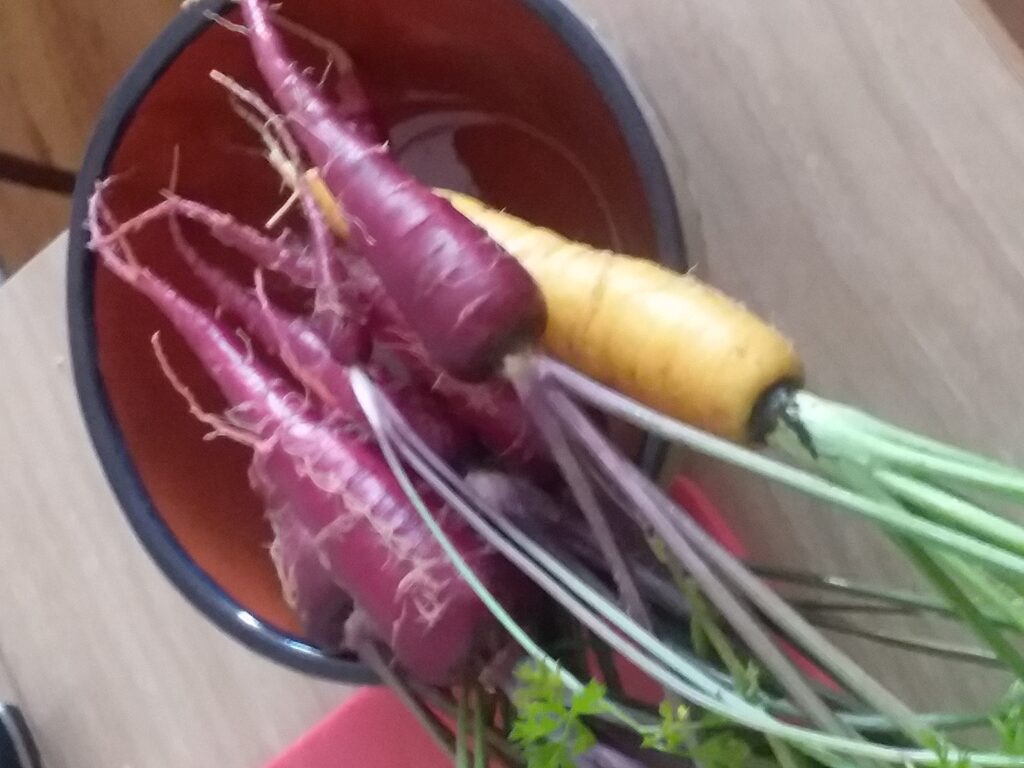 Purple and yellow carrots in a ceramic bowl