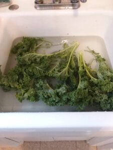 A bunch of kale in sinkful of water. The first step in freezing vegetables is underway. 