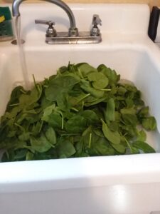 Sink piled high with spinach.