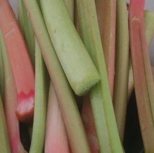 Rhubarb close up