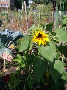 Sunflower with unfurling petals.