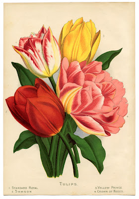 Painted tulips of different colors from 1870s garden book